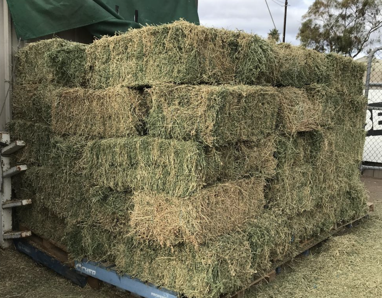 Lucerne bales