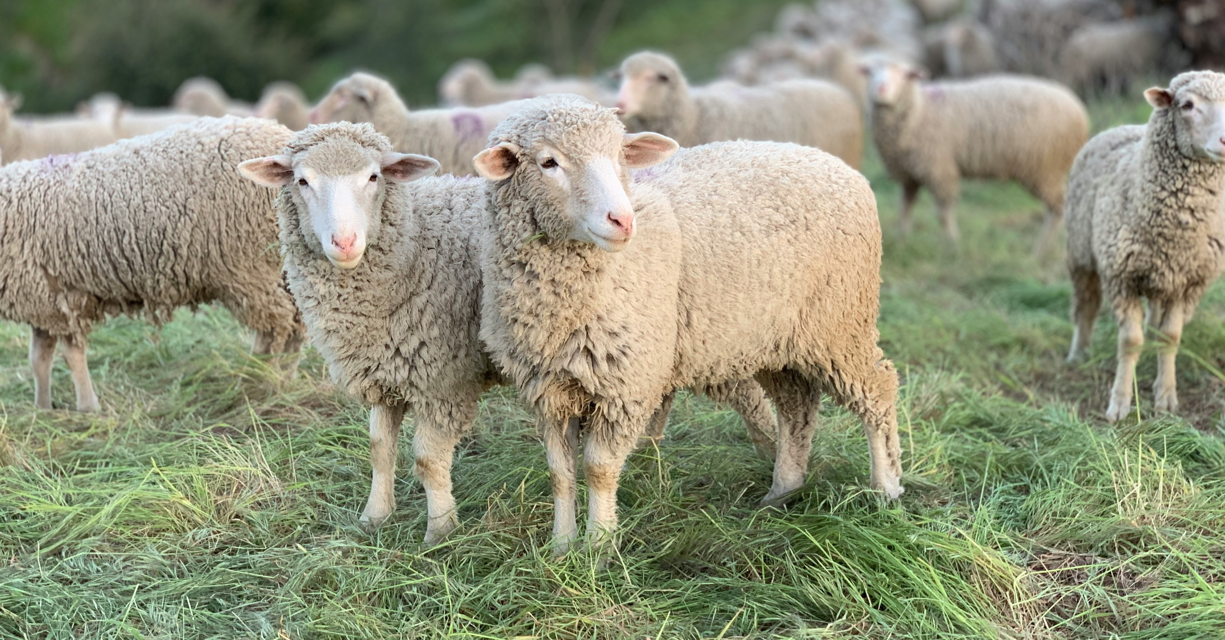 Breeding Intelligence